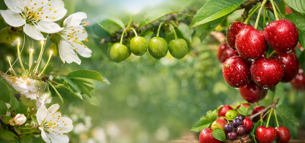 Kirazda Yüksek Verim ve Üstün Kalite İçin Borun Gücü: Ecobor Etkisi