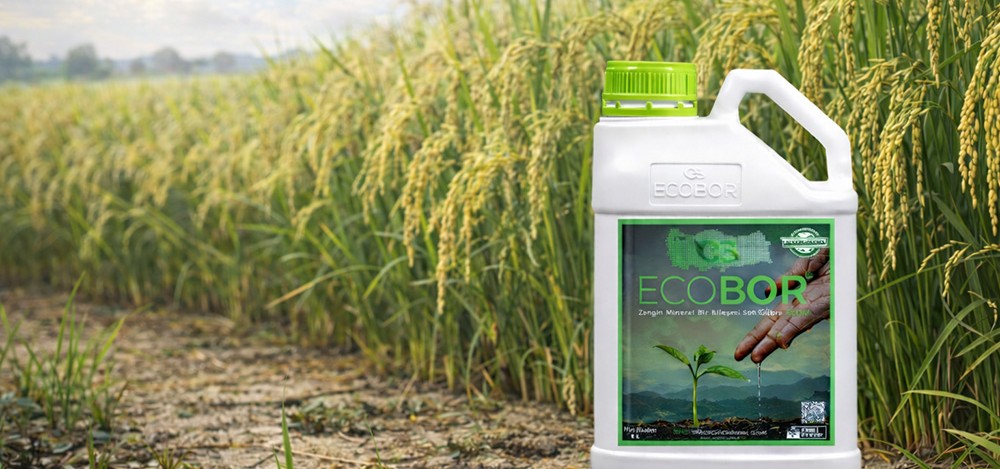 Çeltikte Dengeli Besleme ve Verim Artışı İçin Ecobor Kullanımının Önemi
