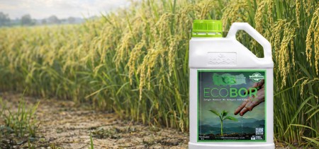 Çeltikte Dengeli Besleme ve Verim Artışı İçin Ecobor Kullanımının Önemi