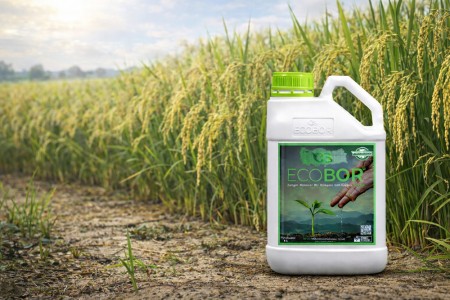 Çeltikte Dengeli Besleme ve Verim Artışı İçin Ecobor Kullanımının Önemi