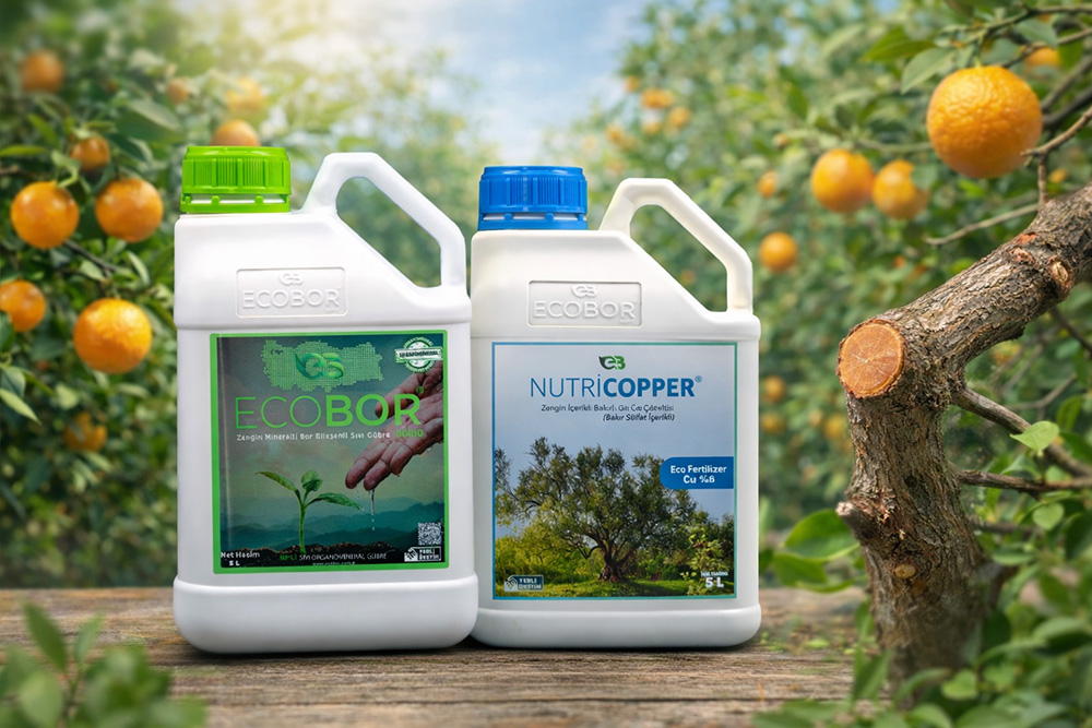 Narenciyede Kış ve Budama Sonrası Dönemde Ecobor + Nutri Copper ile Güçlü Koruma ve Besleme