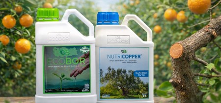 Narenciyede Kış ve Budama Sonrası Dönemde Ecobor + Nutri Copper ile Güçlü Koruma ve Besleme