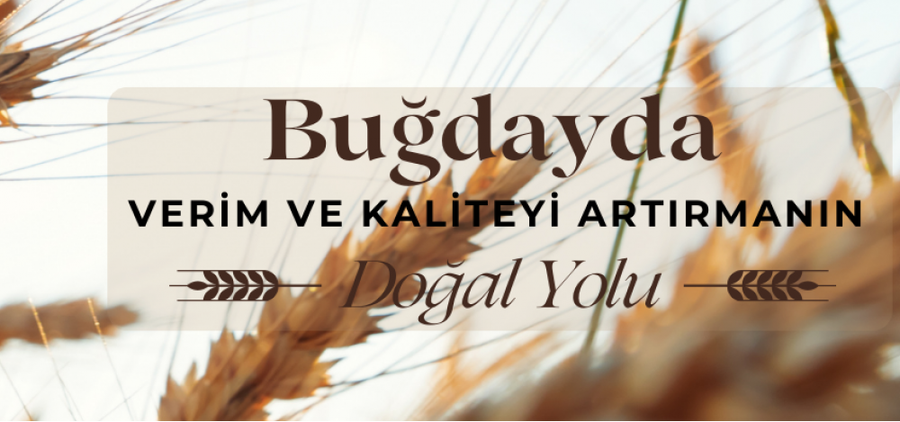 Buğdayda Verim ve Kaliteyi Artırmanın Doğal Yolu Buğdayda Verim ve Kaliteyi Artırmanın Doğal Yolu
