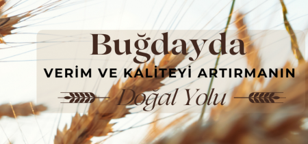 Buğdayda Verim ve Kaliteyi Artırmanın Doğal Yolu