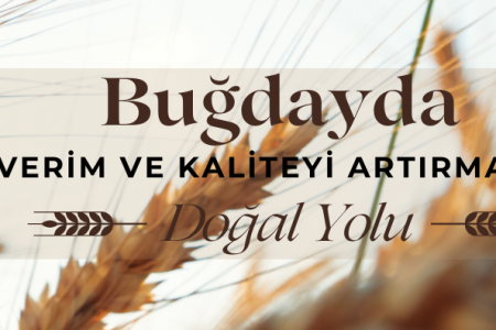 Buğdayda Verim ve Kaliteyi Artırmanın Doğal Yolu