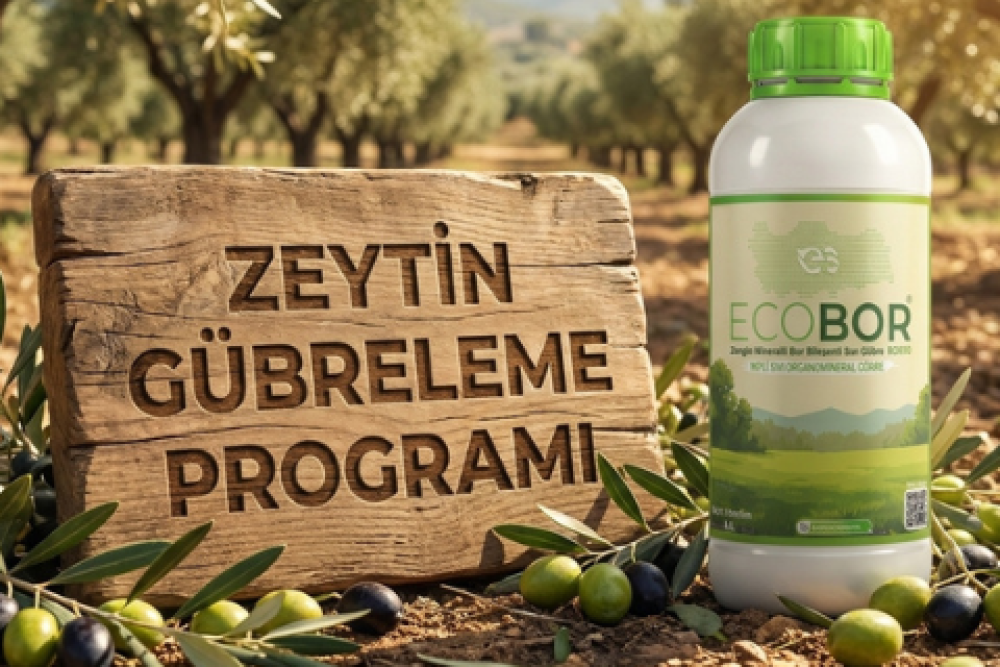 Zeytin Gübreleme Rehberi: Yüksek Verim ve Kaliteli Yağ İçin Ecobor Programı
