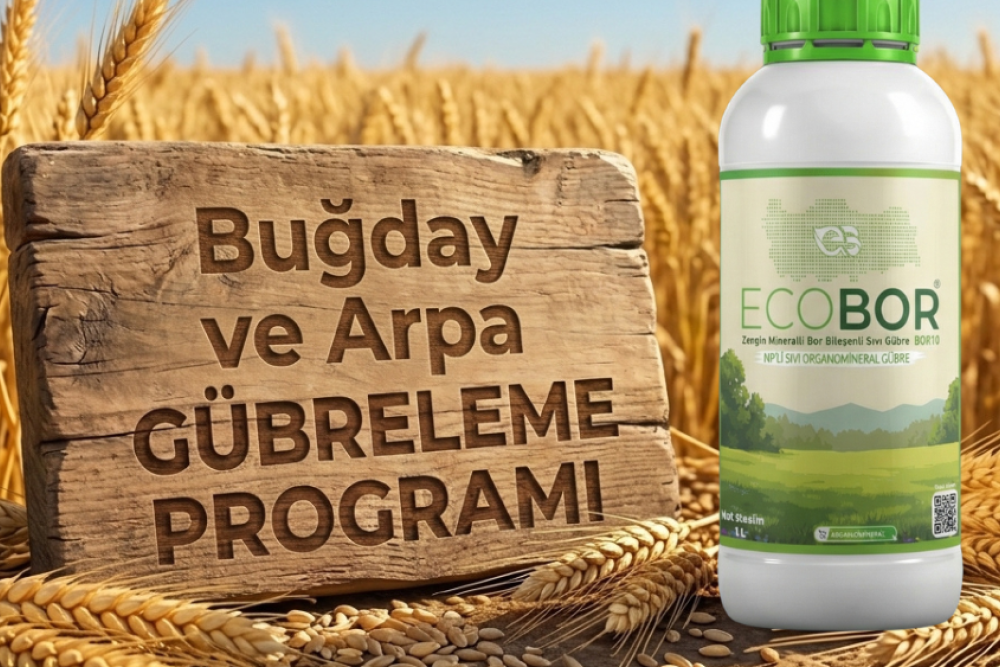 Buğday ve Arpa Gübreleme Rehberi: Yüksek Verim ve Kardeşlenme İçin Entegre Ecobor Programı