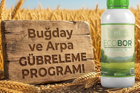 Buğday ve Arpa Gübreleme Rehberi: Yüksek Verim ve Kardeşlenme İçin Entegre Ecobor Programı