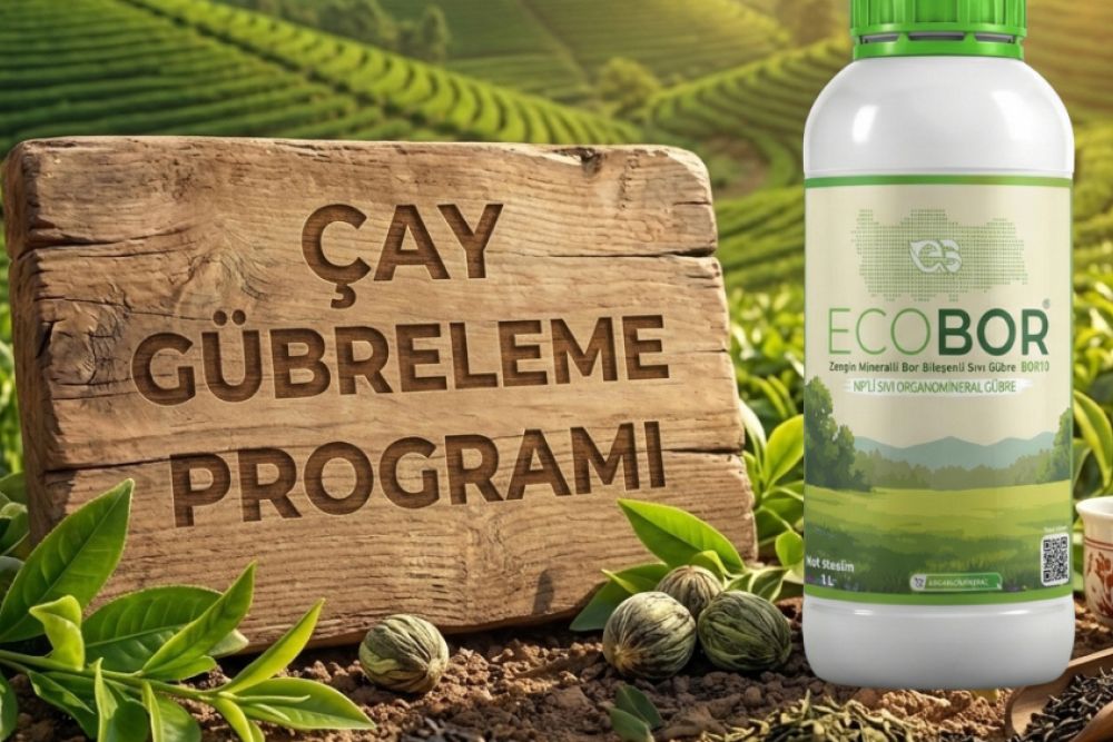 Çay Gübreleme Rehberi: Yüksek Sürgün ve Kaliteli Hasat İçin Entegre Ecobor Programı