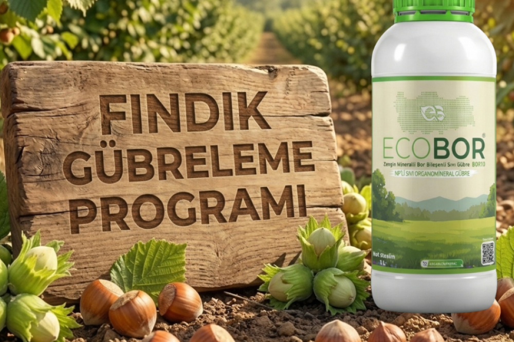 Fındık Gübreleme Rehberi: Yüksek Randıman ve Dolu Çotanaklar İçin Entegre Ecobor Programı