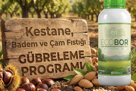 Kestane, Badem ve Çam Fıstığı Gübreleme Rehberi: Yüksek İç Doluluk Oranı İçin Entegre Ecobor Programı