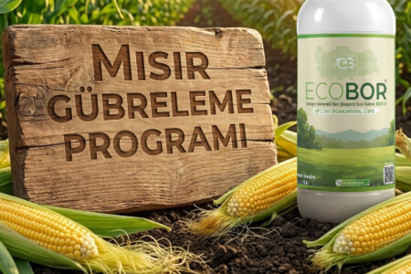 Mısır Gübreleme Rehberi: Yüksek Verim ve Koçan Kalitesi İçin Entegre Ecobor Programı