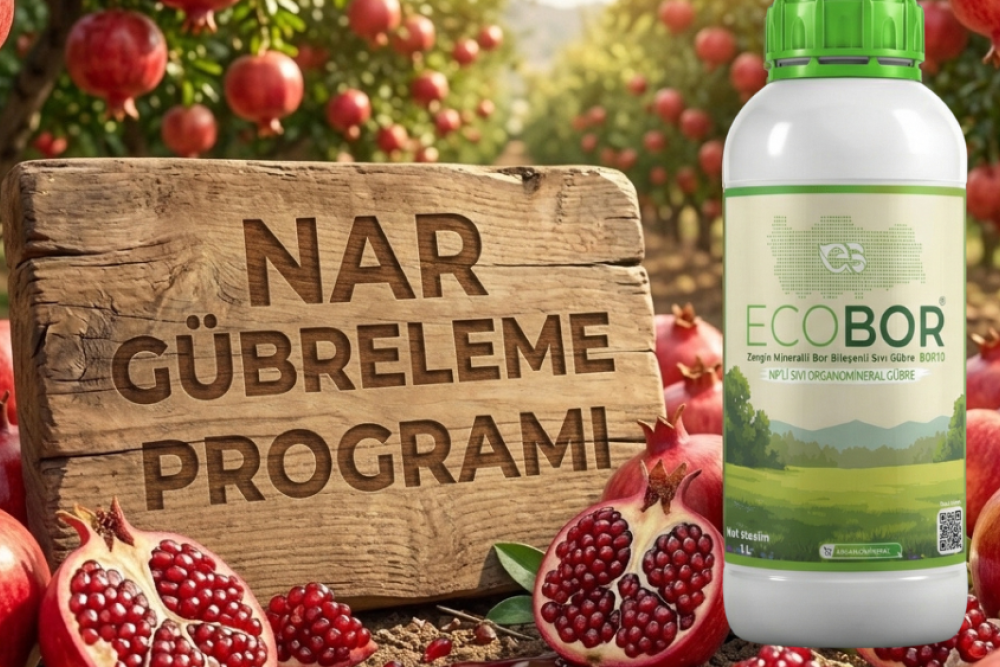 Nar Gübreleme Rehberi: Yüksek Tonaj ve Canlı Renkler İçin Entegre Ecobor Programı