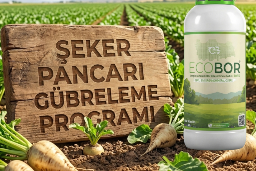 Şeker Pancarı Gübreleme Rehberi: Yüksek Polar ve Yumru Verimi İçin Entegre Ecobor Programı