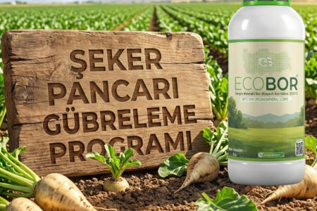 Şeker Pancarı Gübreleme Rehberi: Yüksek Polar ve Yumru Verimi İçin Entegre Ecobor Programı