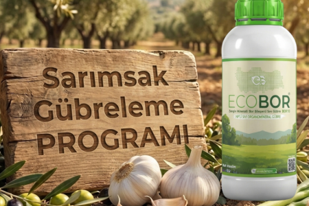 Sarımsak Gübreleme Rehberi: Yüksek Baş İriliği ve Kalite İçin Entegre Ecobor Programı