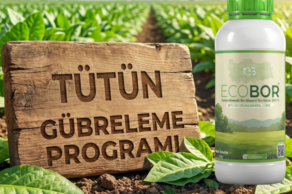 Tütün Gübreleme Rehberi: Yüksek Yaprak Kalitesi ve Aromatik Verim İçin Ecobor Programı