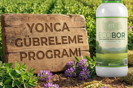 Yonca Gübreleme Rehberi: Her Biçimde Yüksek Tonaj ve Protein Kalitesi İçin Ecobor Programı