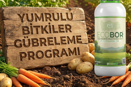 Yumru Bitkiler Gübreleme Rehberi: Yüksek Tonaj ve Kaliteli Patates İçin Entegre Ecobor Programı