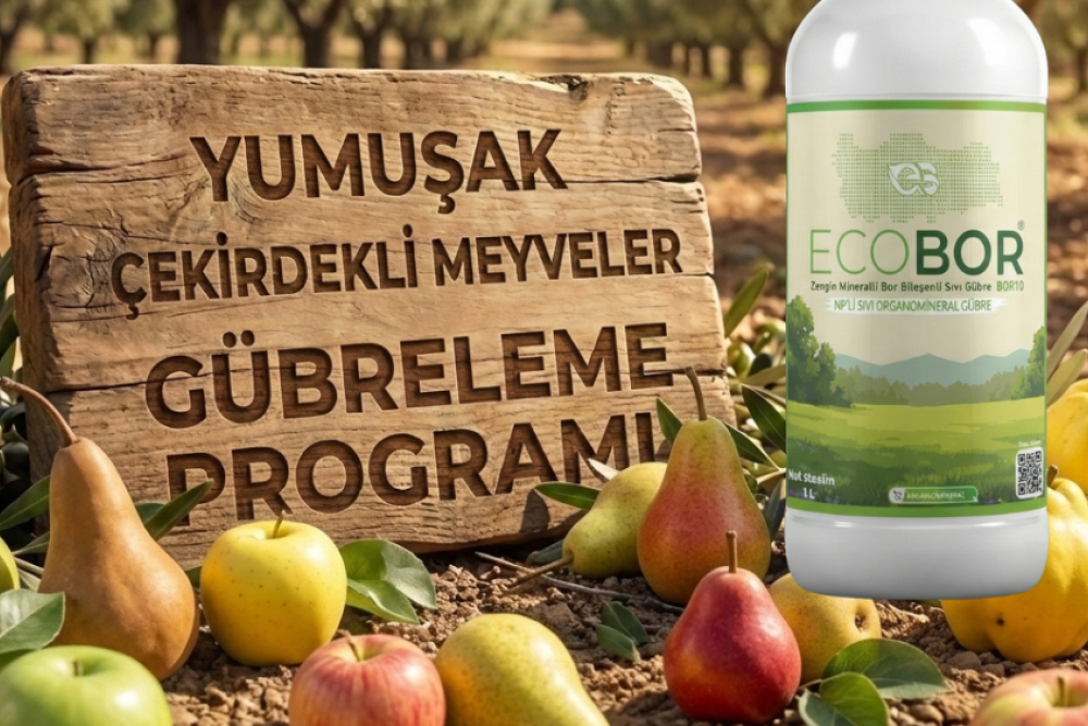 Yumuşak Çekirdekli Meyve Gübreleme Rehberi: Yüksek Kalibre ve Canlı Renk İçin Ecobor Programı