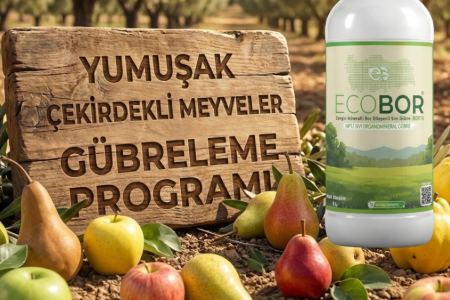 Yumuşak Çekirdekli Meyve Gübreleme Rehberi: Yüksek Kalibre ve Canlı Renk İçin Ecobor Programı