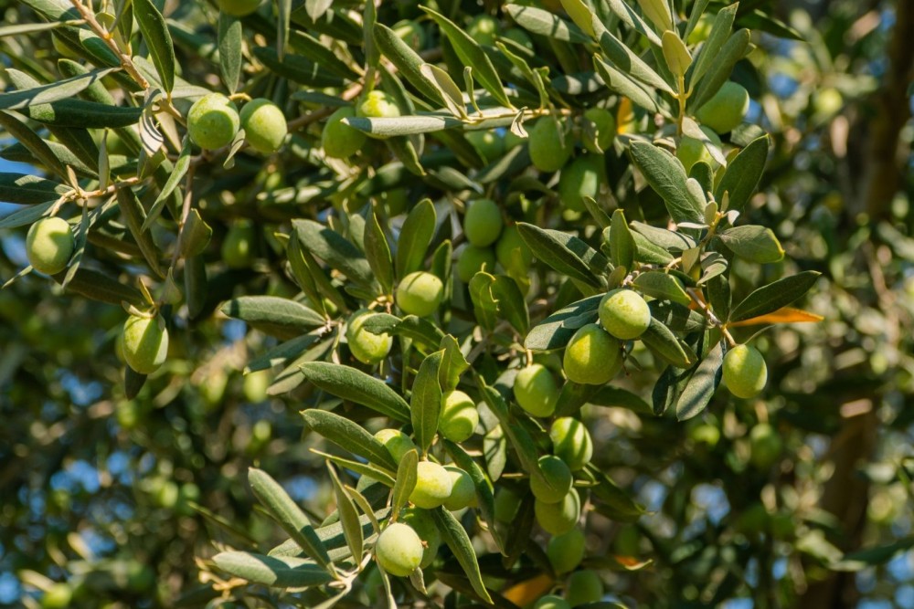 Zeytin Yetiştirmede Verim Nasıl Artar?