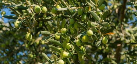 Zeytin Yetiştirmede Verim Nasıl Artar?