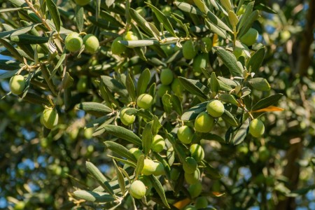 Zeytin Yetiştirmede Verim Nasıl Artar?