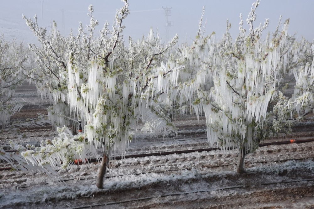 Ani Don Olaylarına Karşı Bitkilerinizi Korumak: Nutricopper ve Ecobor’un Önemi