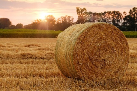 Hasat Sonrası Meyve Ağaçlarında Ecobor Kullanımının Önemi