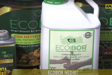 AMASYA CEVİZ BAHÇESİNDE TOPRAKTA BOR GÜCÜNÜ ANLATTIK