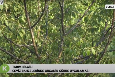 CEVİZ TARLASINA ECOBOR UYGULAMASI