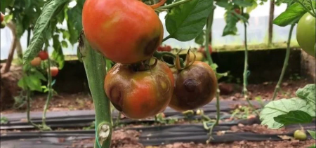 Yumuşak Çekirdekli Meyvelerde İlaçlamanın Zararları ve Ecobor ile Çözüm Yolları