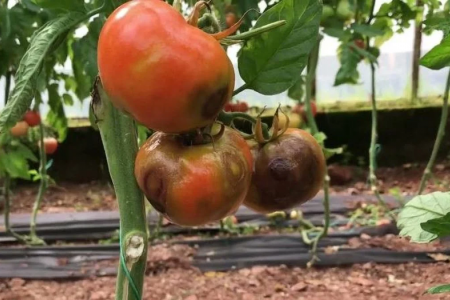 Yumuşak Çekirdekli Meyvelerde İlaçlamanın Zararları ve Ecobor ile Çözüm Yolları