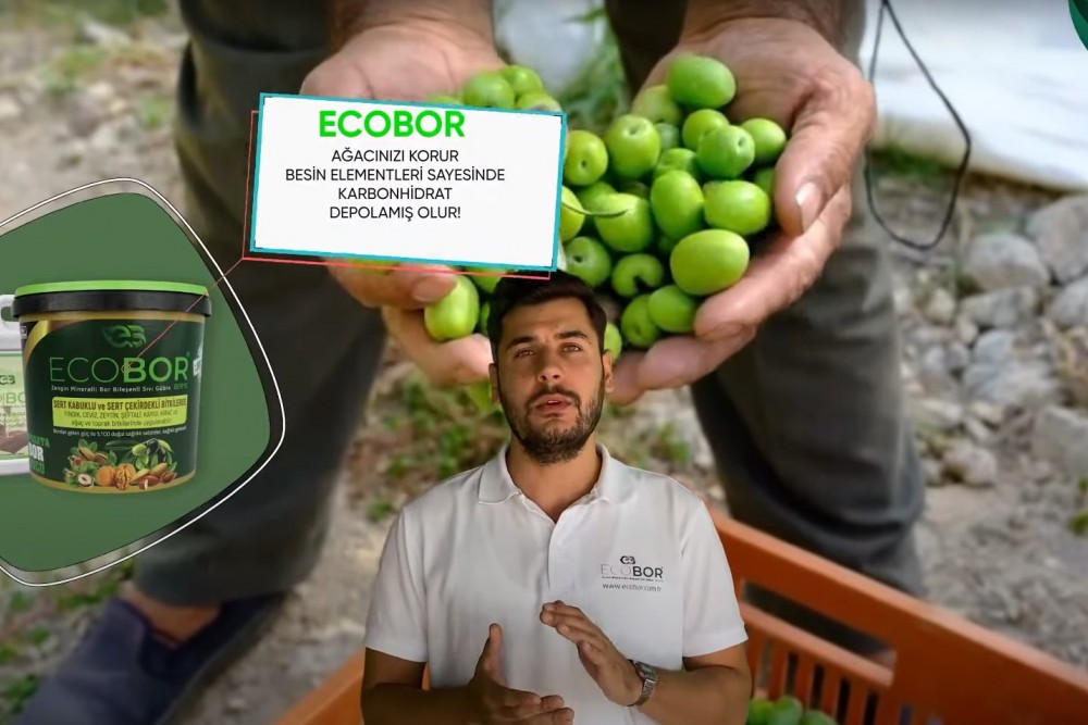 ZEYTİNDE HASAT SONU ECOBOR UYGULAMASI NEDEN YAPMALIYIZ?