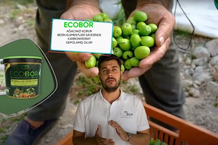 ZEYTİNDE HASAT SONU ECOBOR UYGULAMASI NEDEN YAPMALIYIZ?