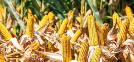 Ecobor ile Silajlık Mısırda Verimliliğini Artırın: Deneme Sonuçları ve Tavsiyeler