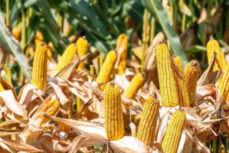 Ecobor ile Silajlık Mısırda Verimliliğini Artırın: Deneme Sonuçları ve Tavsiyeler