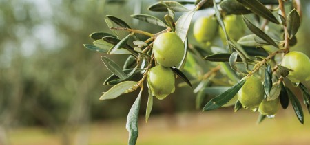 Zeytin Ağaçlarında Ecobor Gübre Kullanımı ve Etkileri: Verimliliği Artırmanın Yolu