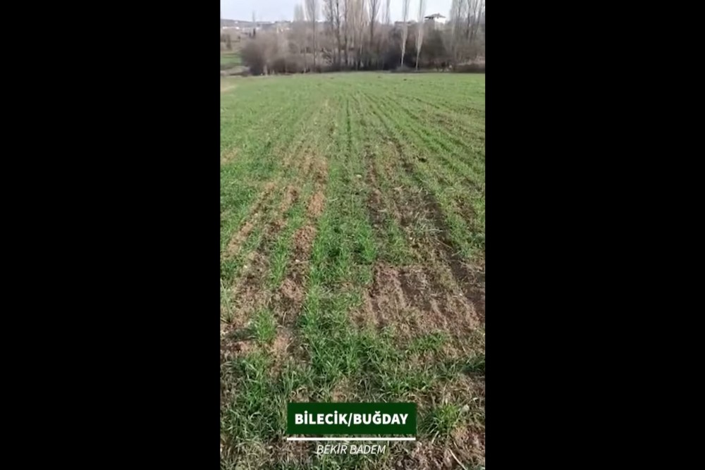 Bilecik - Buğday Üretimi - Bekir Badem