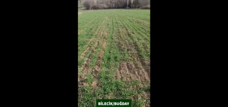 Bilecik - Buğday Üretimi - Bekir Badem