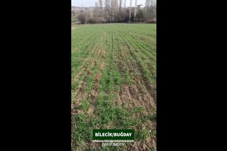 Bilecik - Buğday Üretimi - Bekir Badem