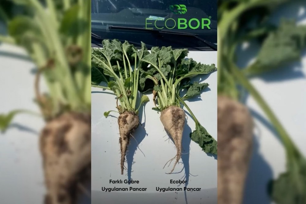 DENEME ARAZİLERİMİZDEKİ ECOBOR FARKI!
