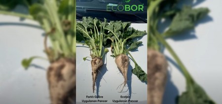 DENEME ARAZİLERİMİZDEKİ ECOBOR FARKI!