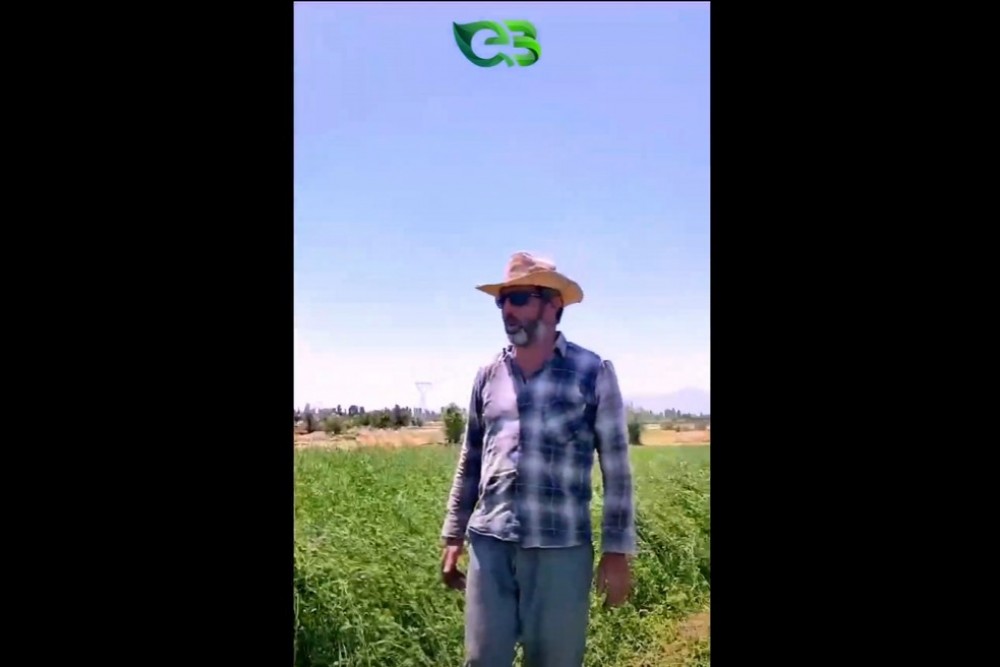 Değerli Üreticimiz Turan Bey Ecobor Kullandığı Yonca Arazisindeki Değişimleri