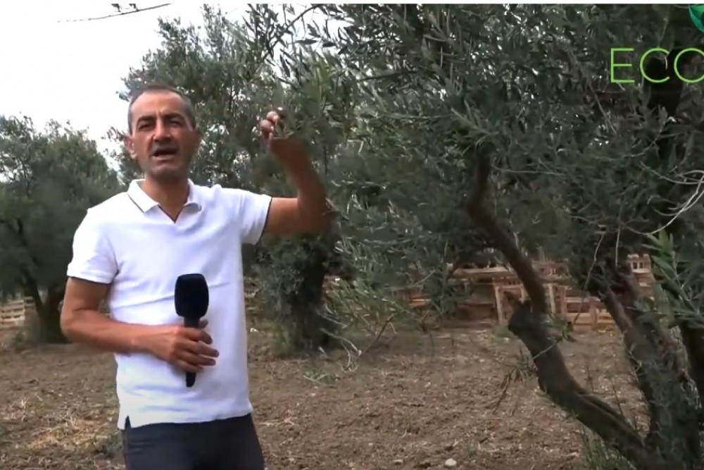 ECOBOR - ZEYTİN'DE UYGULAMA MUDANYA ÜLKÜ KÖYÜ