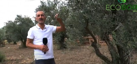 ECOBOR - ZEYTİN'DE UYGULAMA MUDANYA ÜLKÜ KÖYÜ