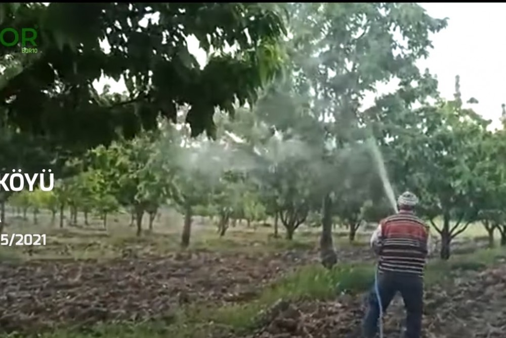 ECOBOR - Zengin Mineralli Bor Bileşenli Sıvı Gübre - Fadıl Köyü, Kiraz Ağacı Uygulaması 3