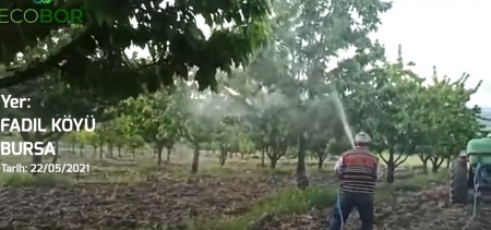 ECOBOR - Zengin Mineralli Bor Bileşenli Sıvı Gübre - Fadıl Köyü, Kiraz Ağacı Uygulaması 3