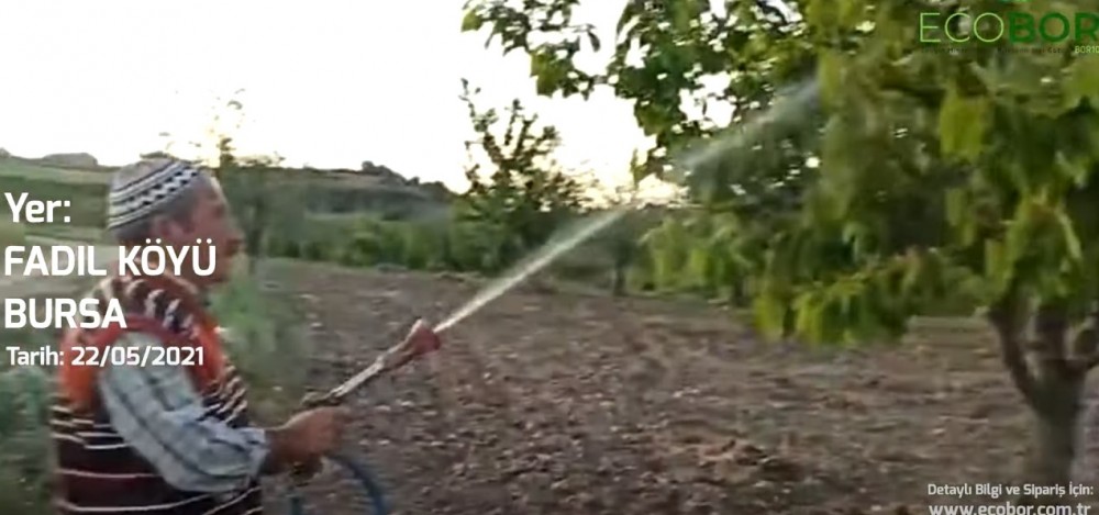 ECOBOR - Zengin Mineralli Bor Bileşenli Sıvı Gübre - Fadıl Köyü, Kiraz Ağacı Uygulaması ECOBOR - Zengin Mineralli Bor Bileşenli Sıvı Gübre - Fadıl Köyü, Kiraz Ağacı Uygulaması